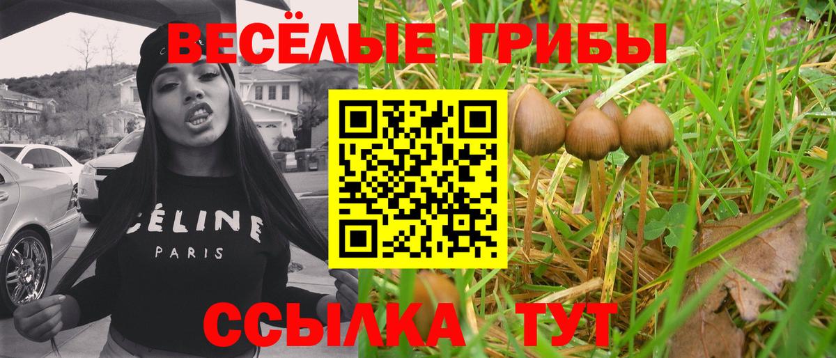 продажа наркотиков  Грязи  Псилоцибиновые грибы Psilocybine cubensis 